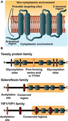 Frontiers | Characterization Of Five Transmembrane Proteins: With Focus ...